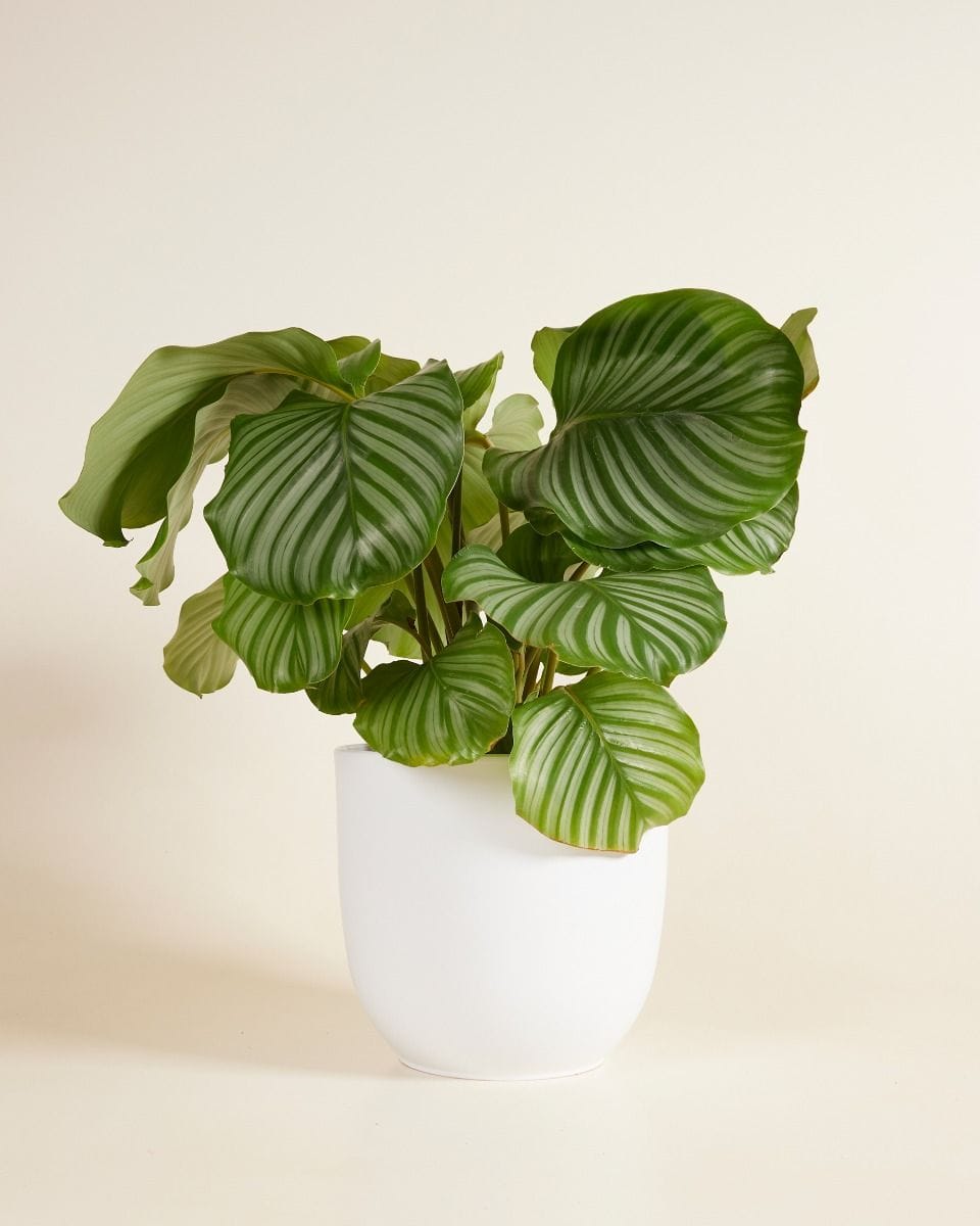 Lexi Pot White Ø 23 cm