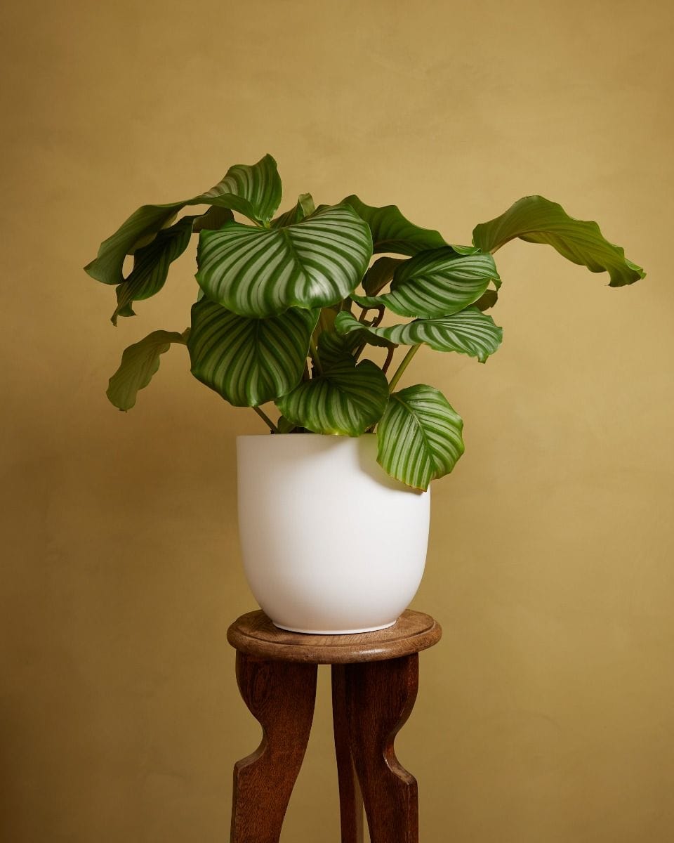 Lexi Pot White Ø 23 cm
