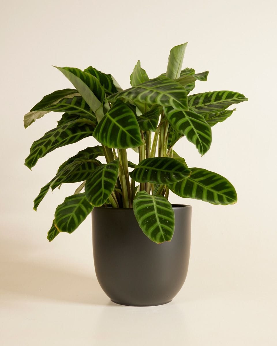 Lexi Pot Zwart Ø 23 cm