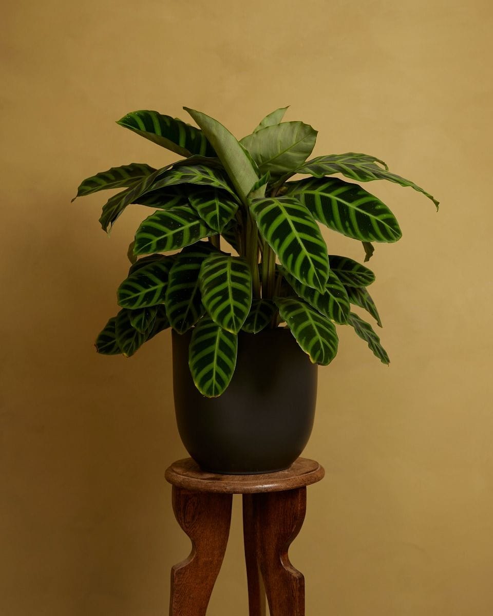 Lexi Pot Zwart Ø 23 cm