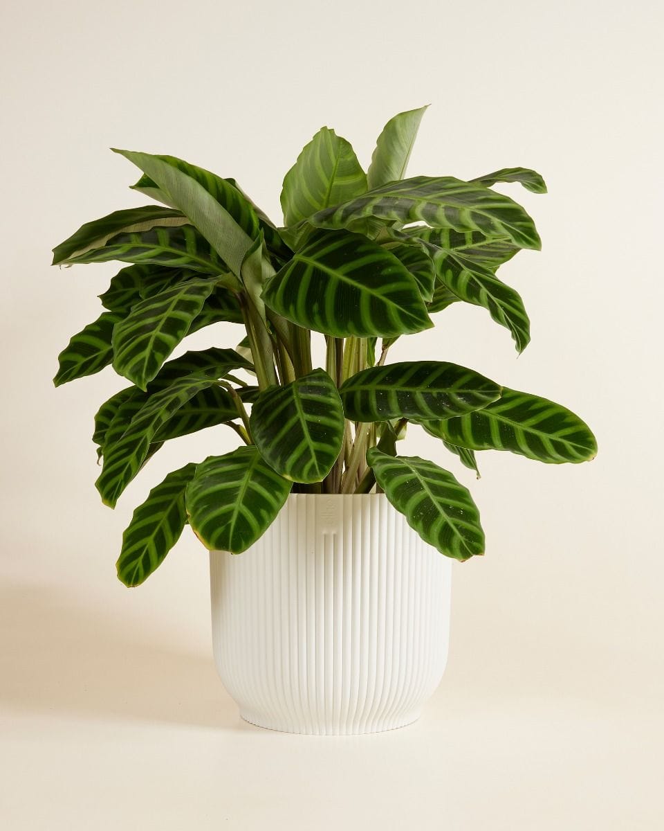 Elho Vick Pot White 25 cm