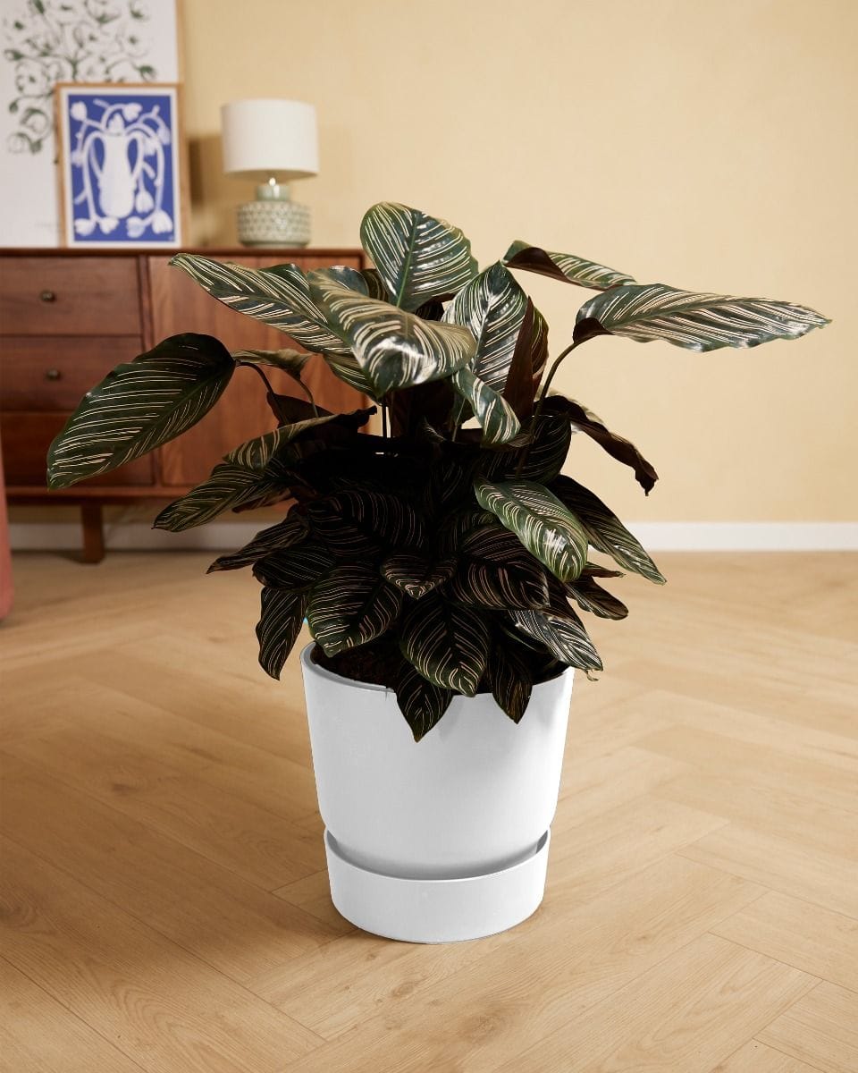 Elho Miles Round Pot White 30 cm