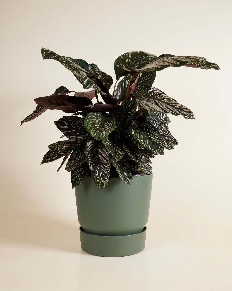 Elho Miles Ronde Pot Groen 30 cm