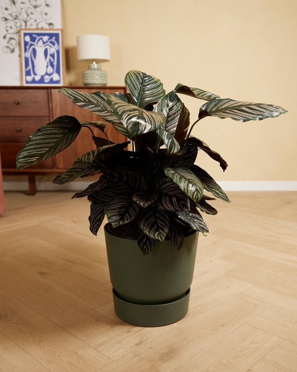 Elho Miles Ronde Pot Groen 30 cm