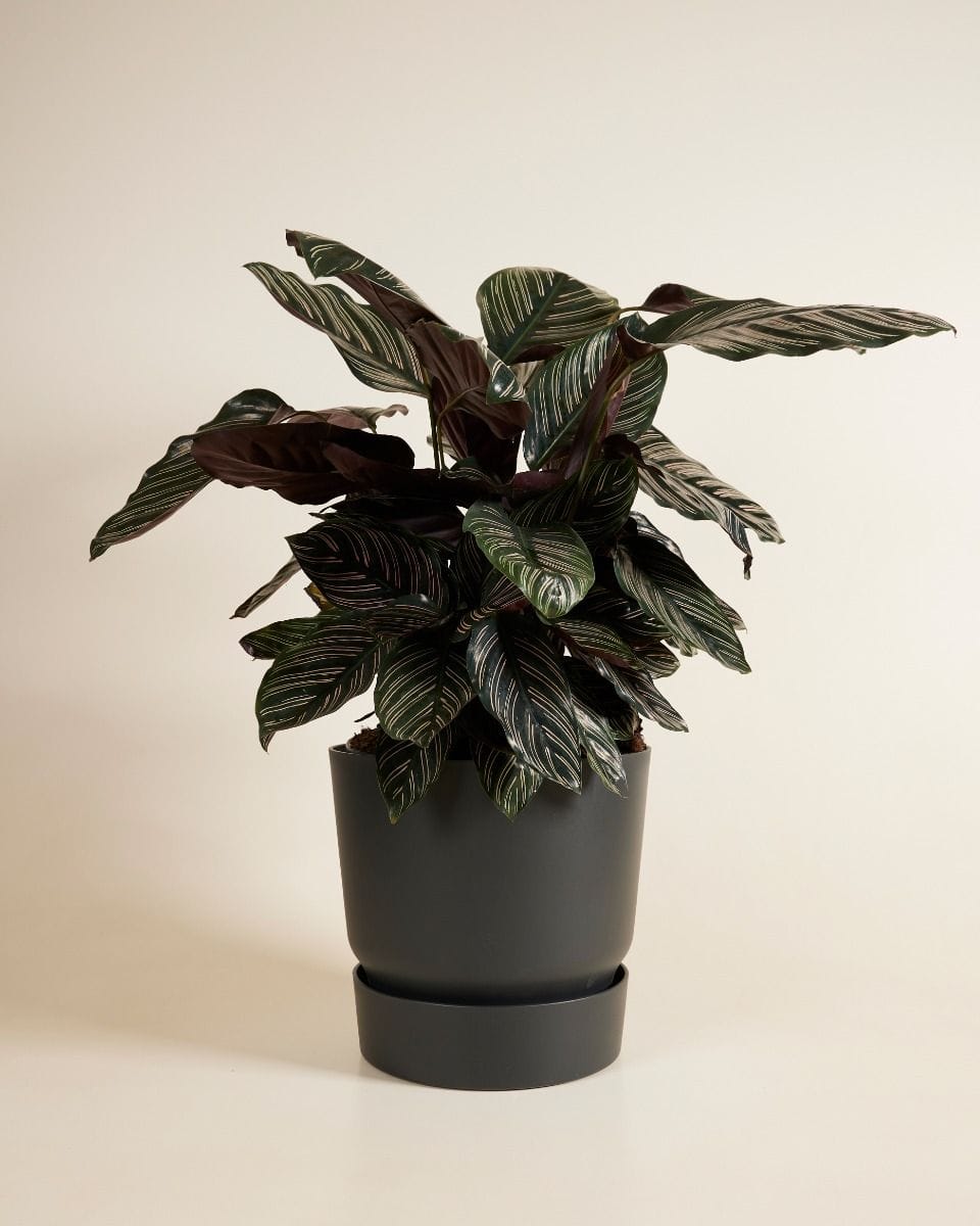 Elho Miles Round Pot Black 30 cm