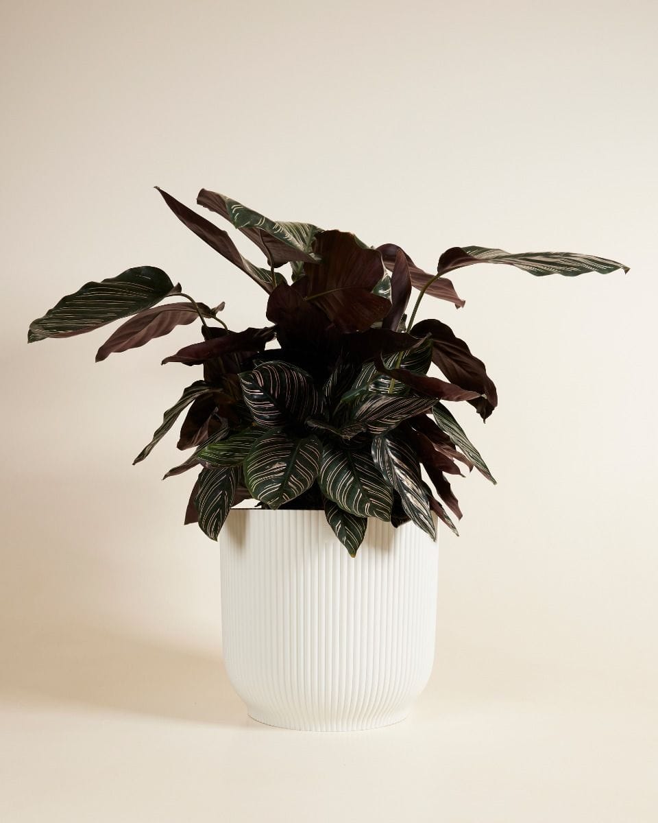 Elho Vick Pot White 30 cm