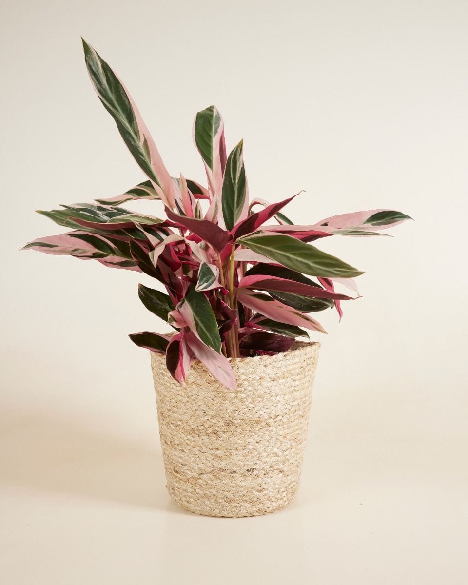 Selin Basket Seagrass Ø 25 cm