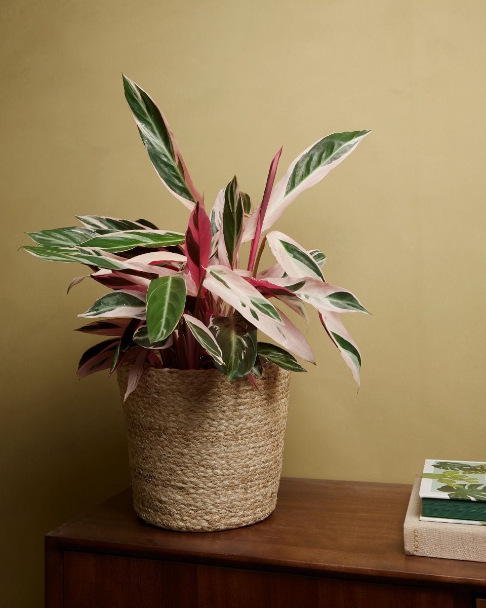 Selin Basket Seagrass Ø 25 cm