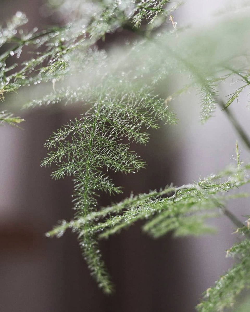 Bebé Asparagus Sparrow Grass Fern