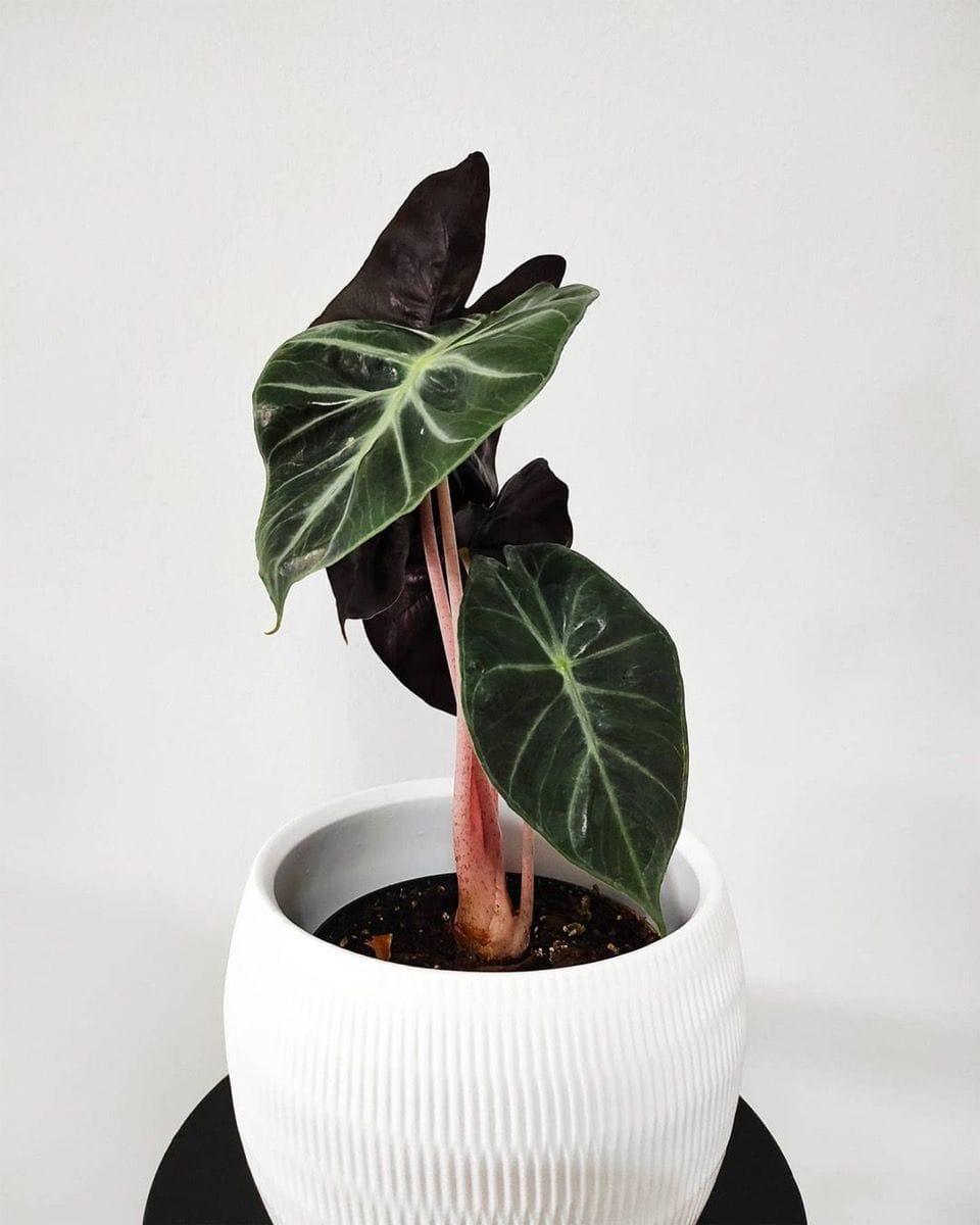 Dziecko Alocasia Elephant Ear Pink Dragon