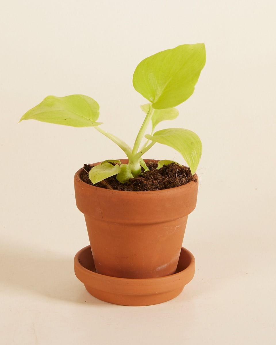 Bebé Philodendron Warscewiczii 'Flavum'