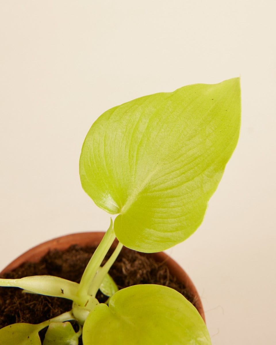 Bebé Philodendron Warscewiczii 'Flavum'