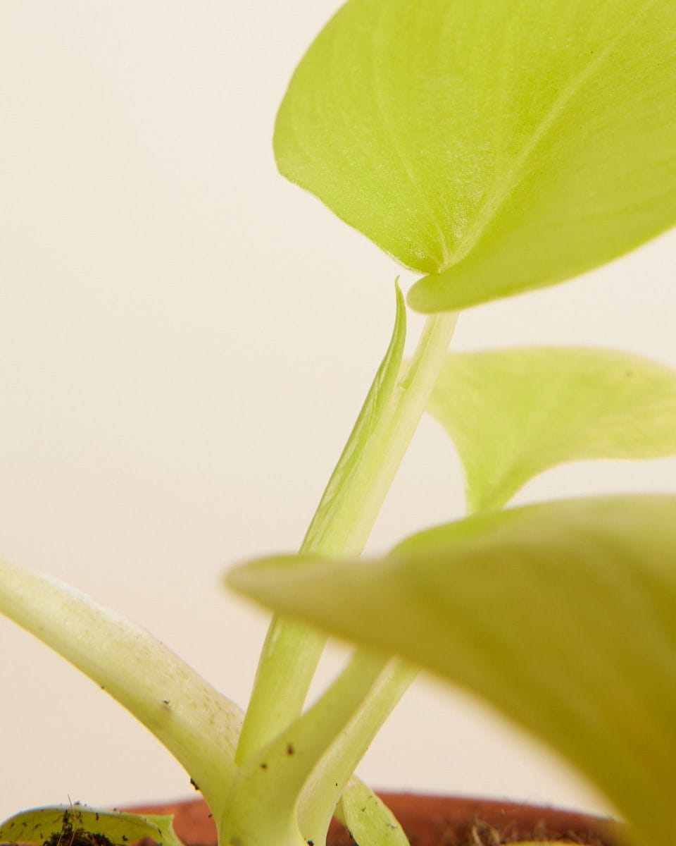 Bebé Philodendron Warscewiczii 'Flavum'