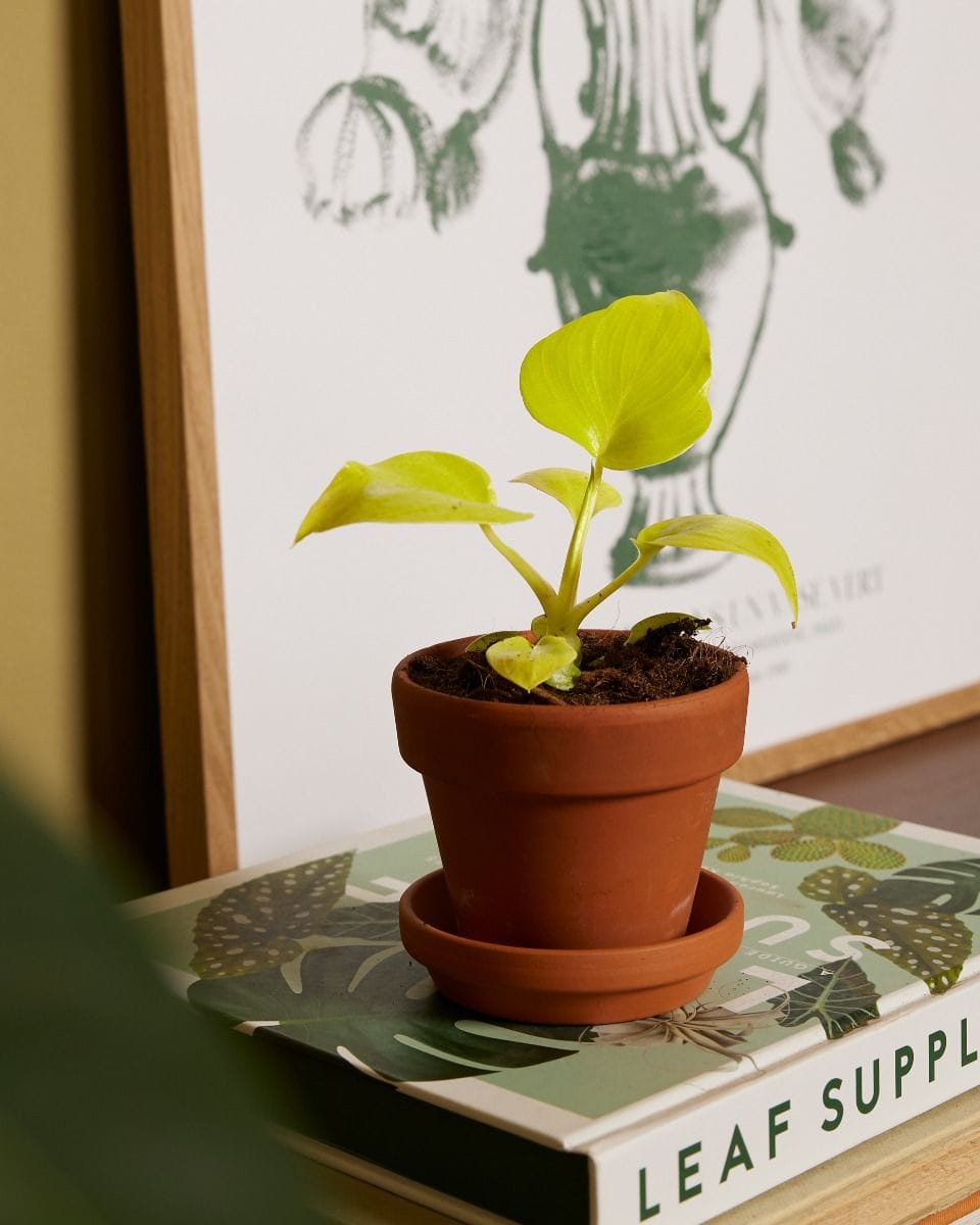 Bebé Philodendron Warscewiczii 'Flavum'