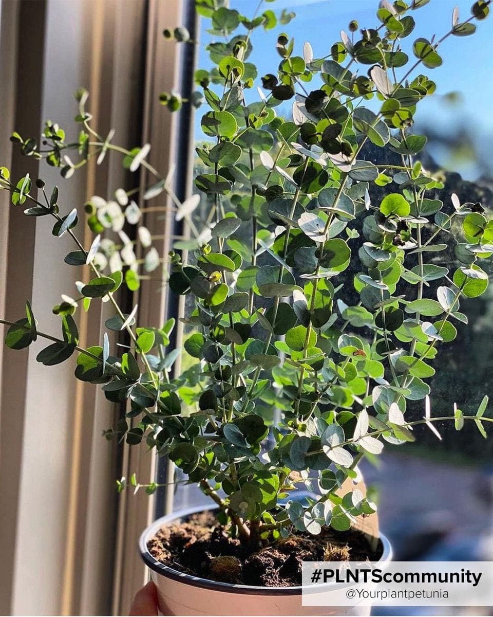 Eucalyptus Gunnii