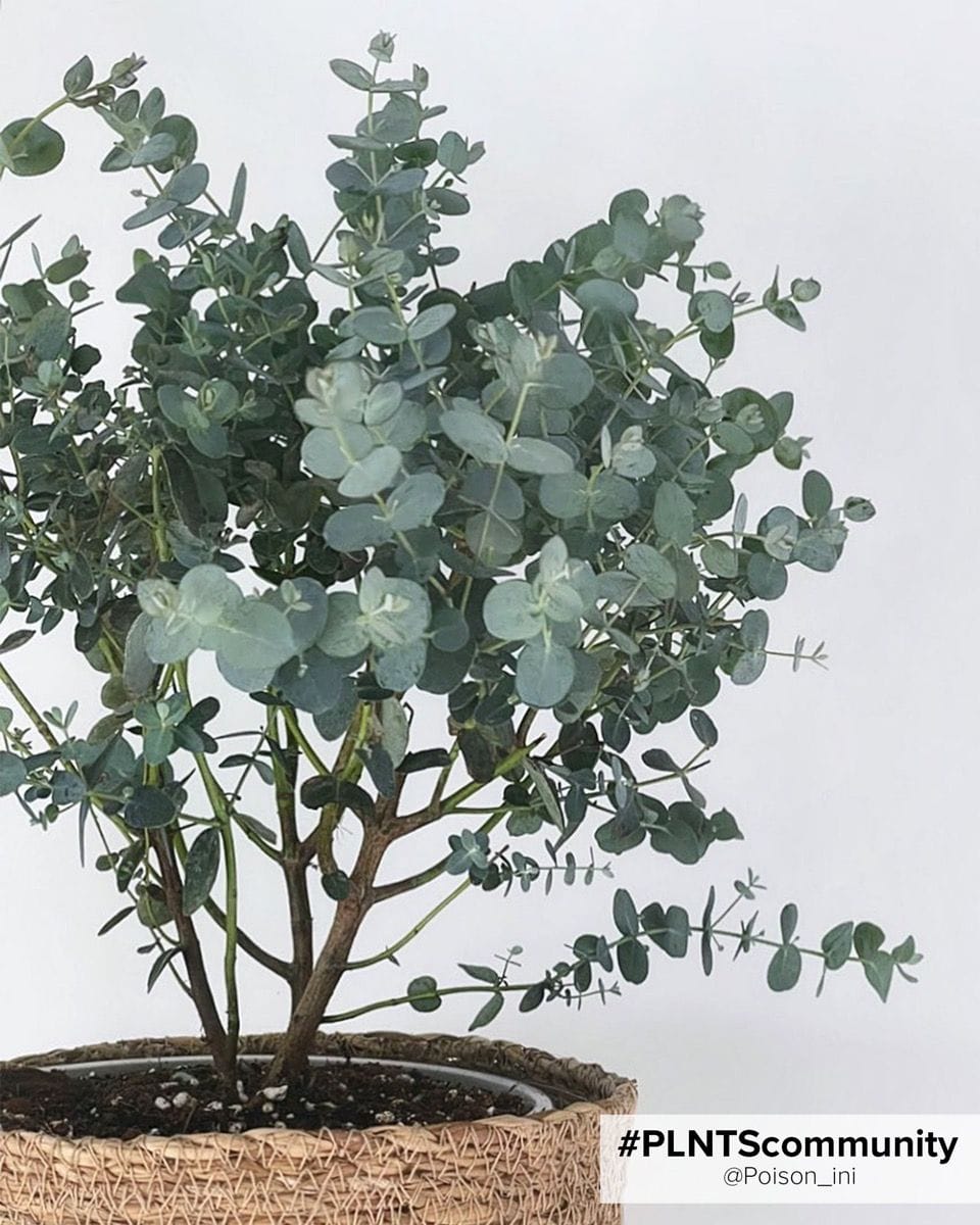 Eucalyptus Gunnii