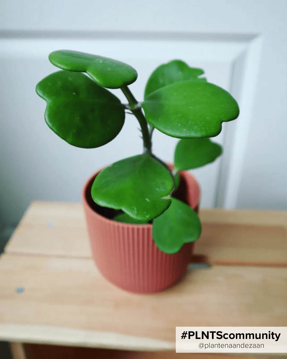 Hoya Kerrii