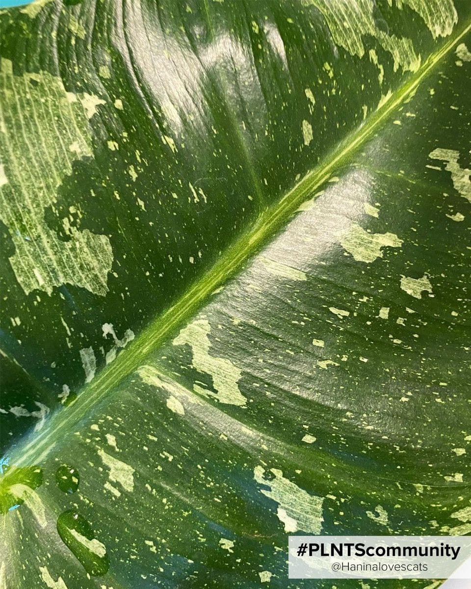 Philodendron Jose Buono