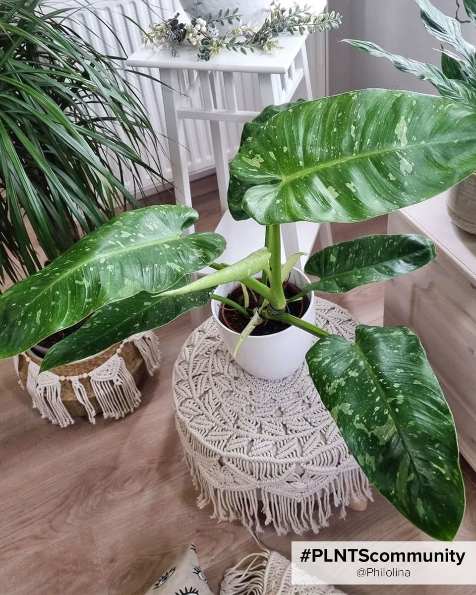 Philodendron Jose Buono