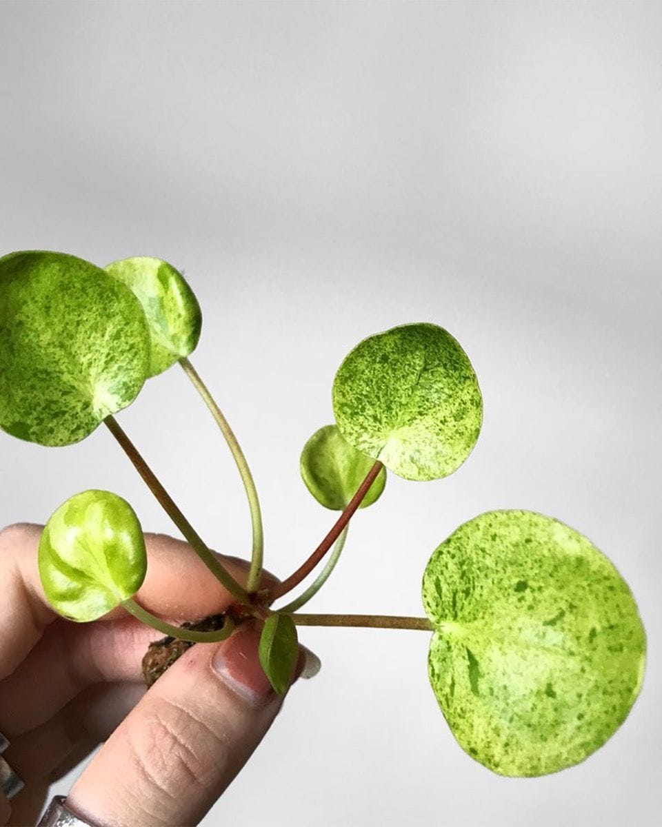 Bebé Pilea Peperomioides Pancake plant Mojito®