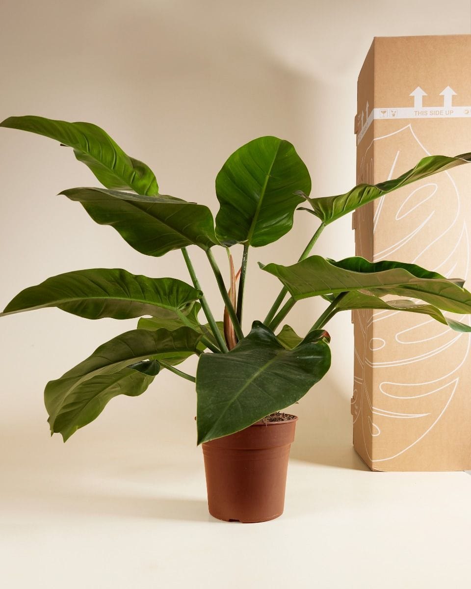 Sustainability box XXL Product set