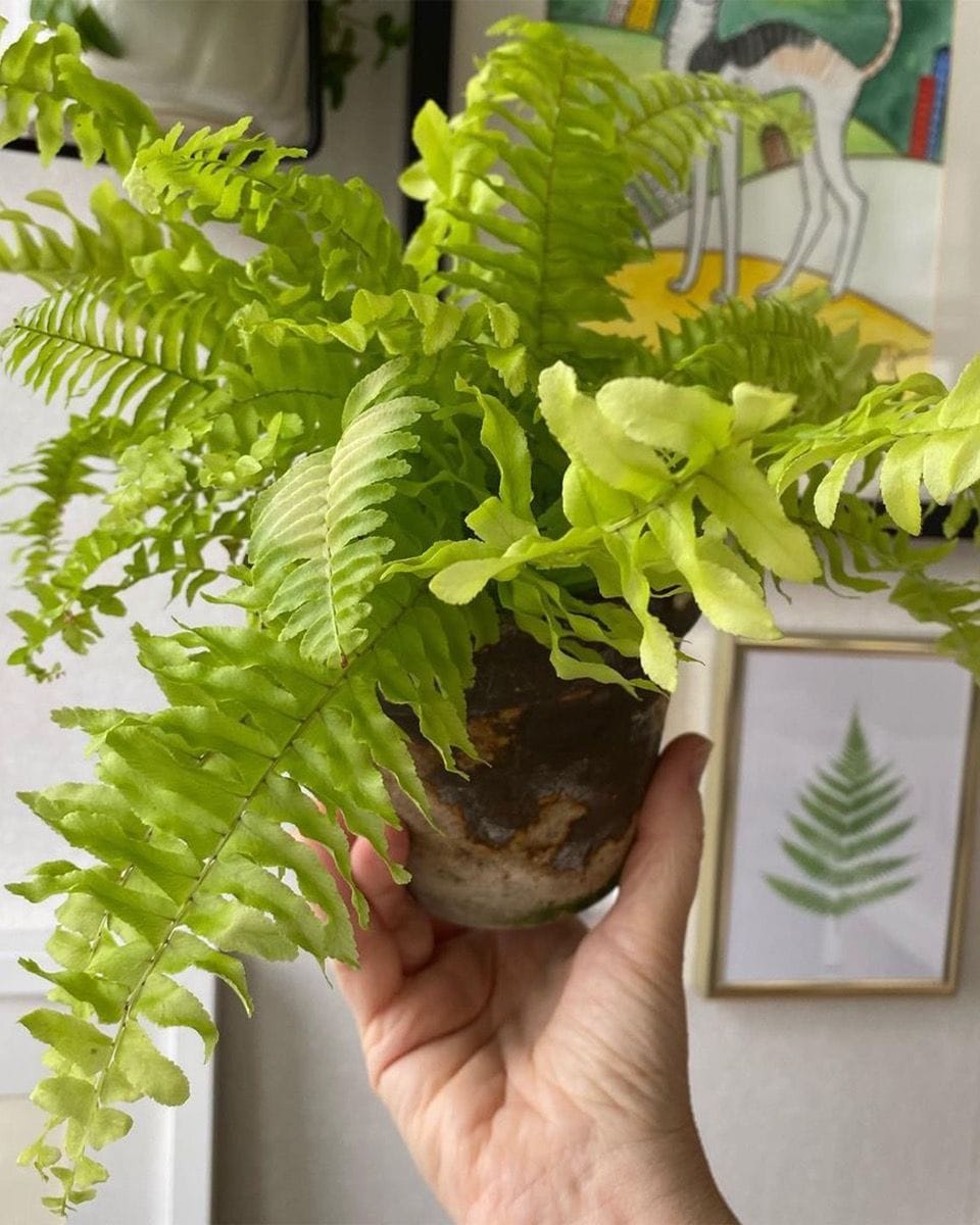 Bebé Nephrolepis Swordfern Blonde