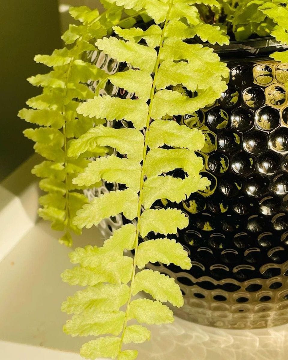 Bebé Nephrolepis Swordfern Blonde