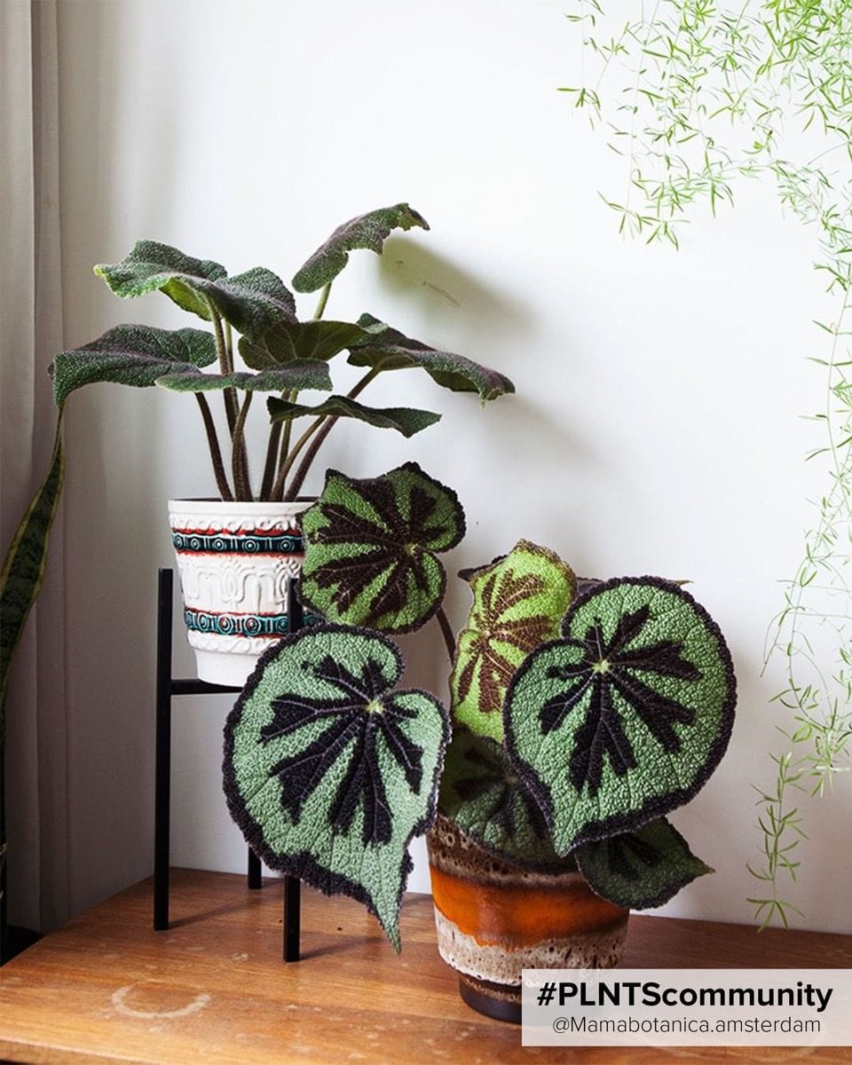 Begonia Iron Cross Masoniana