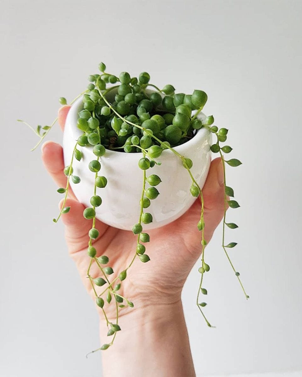 Baby Senecio String of pearls Rowleyanus