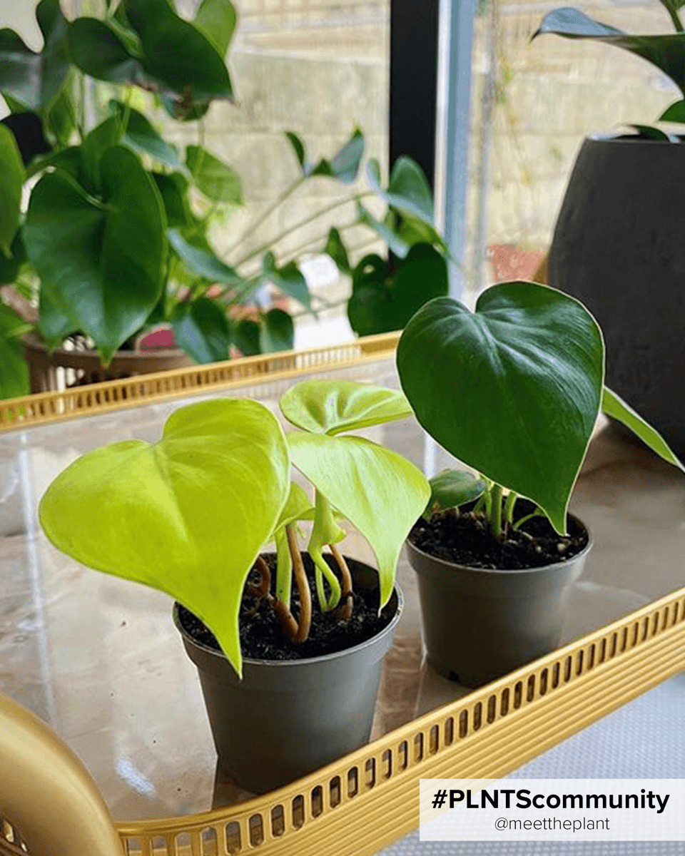 Baby Philodendron Micans Lime