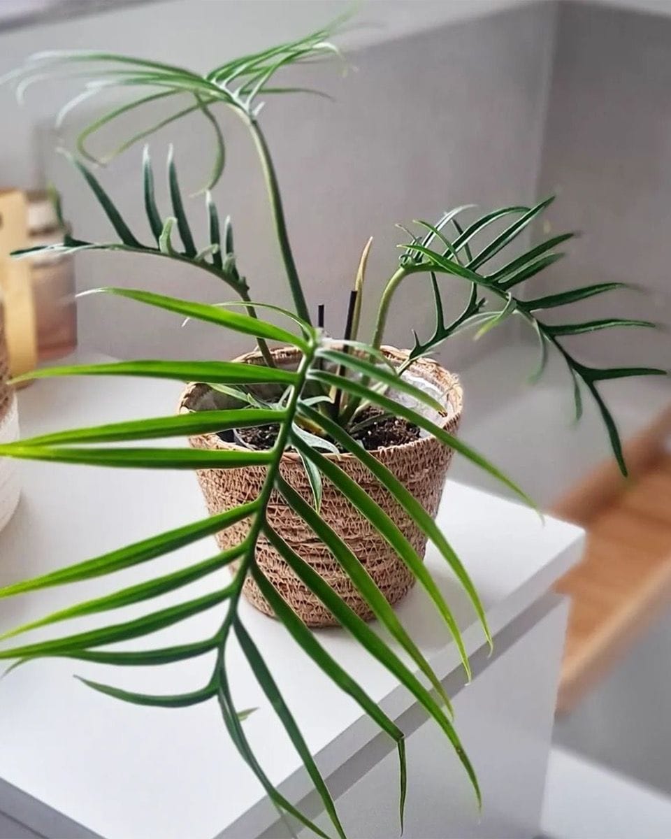 Bébé Philodendron Tortum