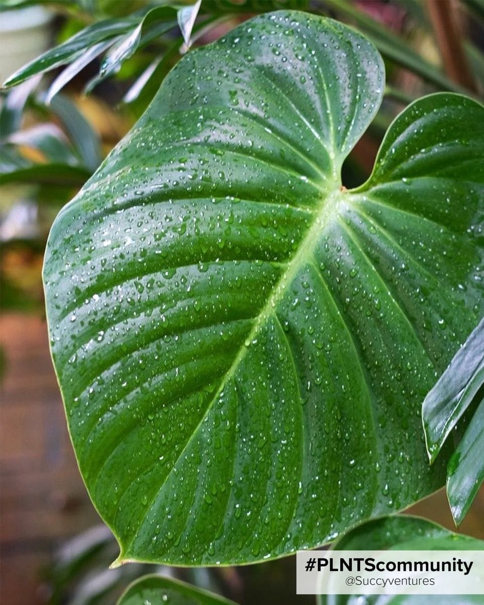 Philodendron Fuzzy Petiole