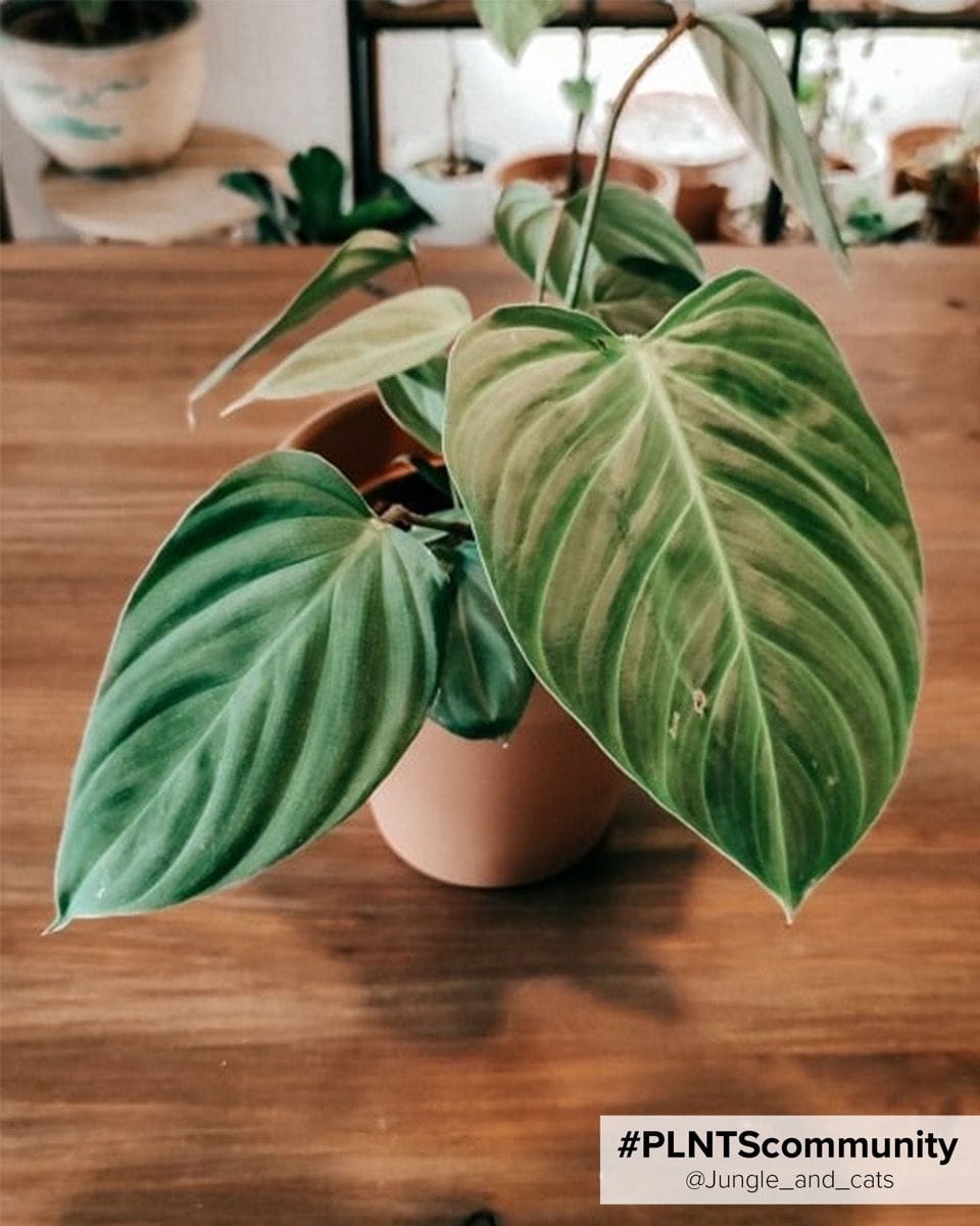 Philodendron Fuzzy Petiole