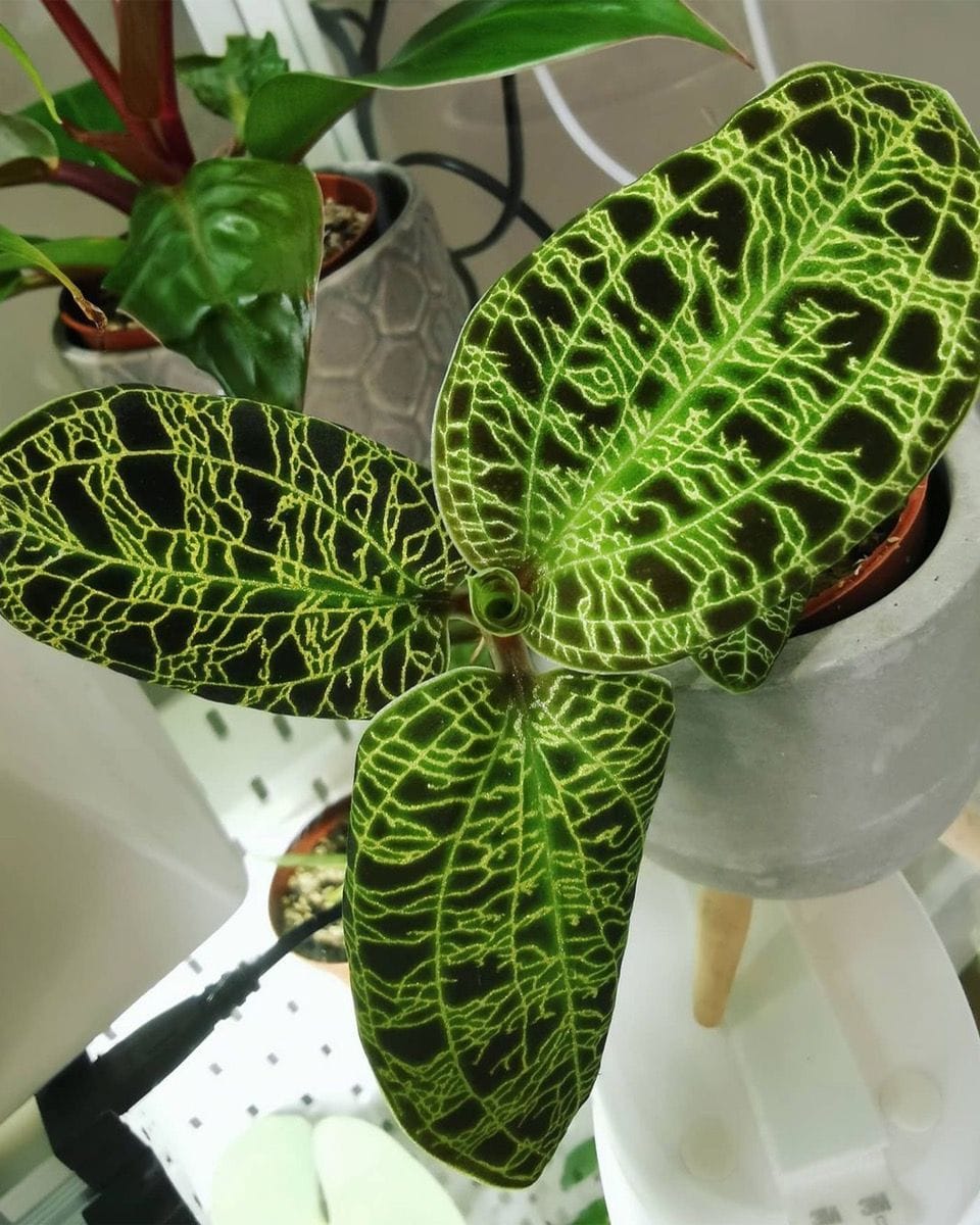 Bébé Jewel Orchid Macodes Petola