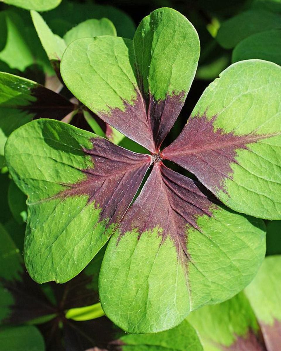 Bebé Oxalis Deppei Oxalis Deppei Tuber - Iron Cross
