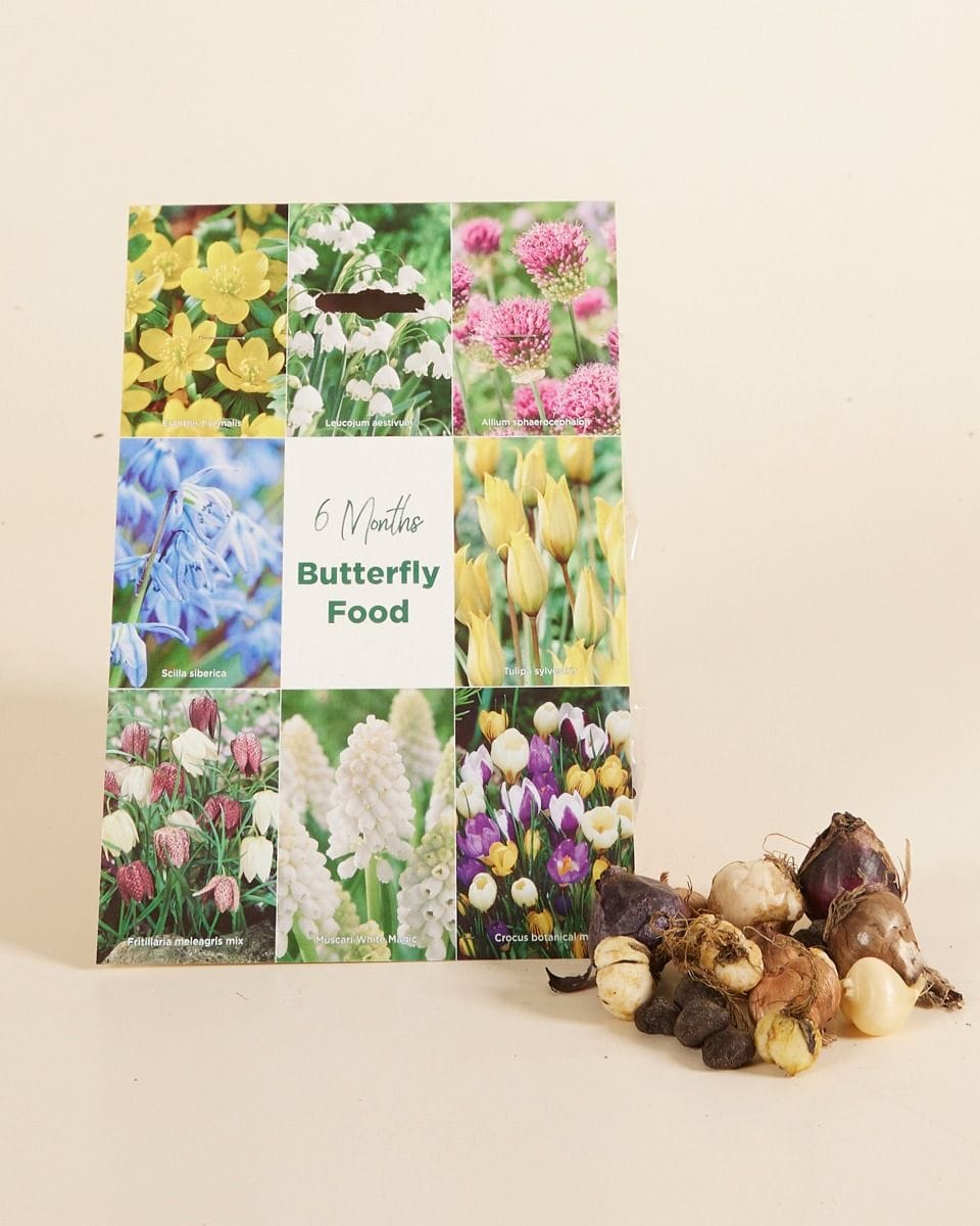 Bebé Flower bulbs Flower bulbs - Butterfly 6 Month's Food