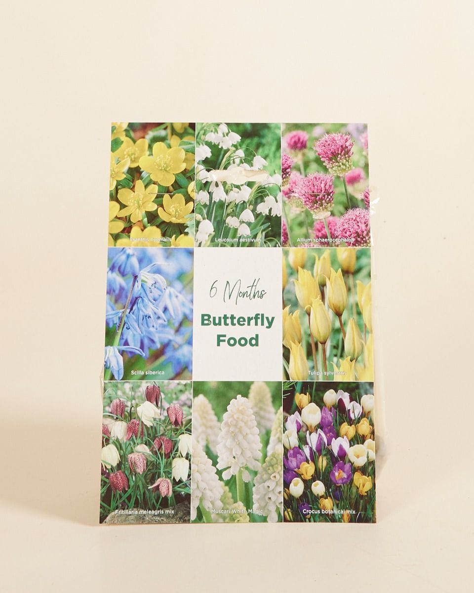 Bebé Flower bulbs Flower bulbs - Butterfly 6 Month's Food