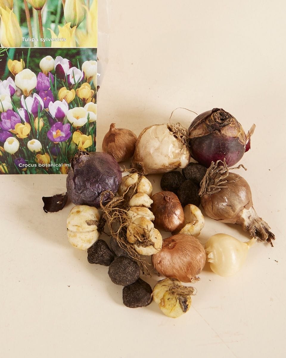 Bebé Flower bulbs Flower bulbs - Butterfly 6 Month's Food