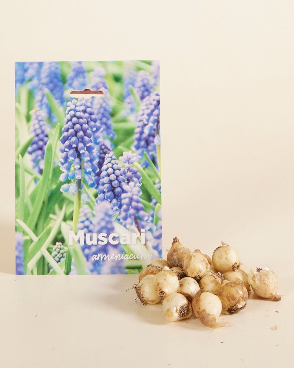 Dziecko Flower bulbs Flower bulbs - Muscari Armeniacum