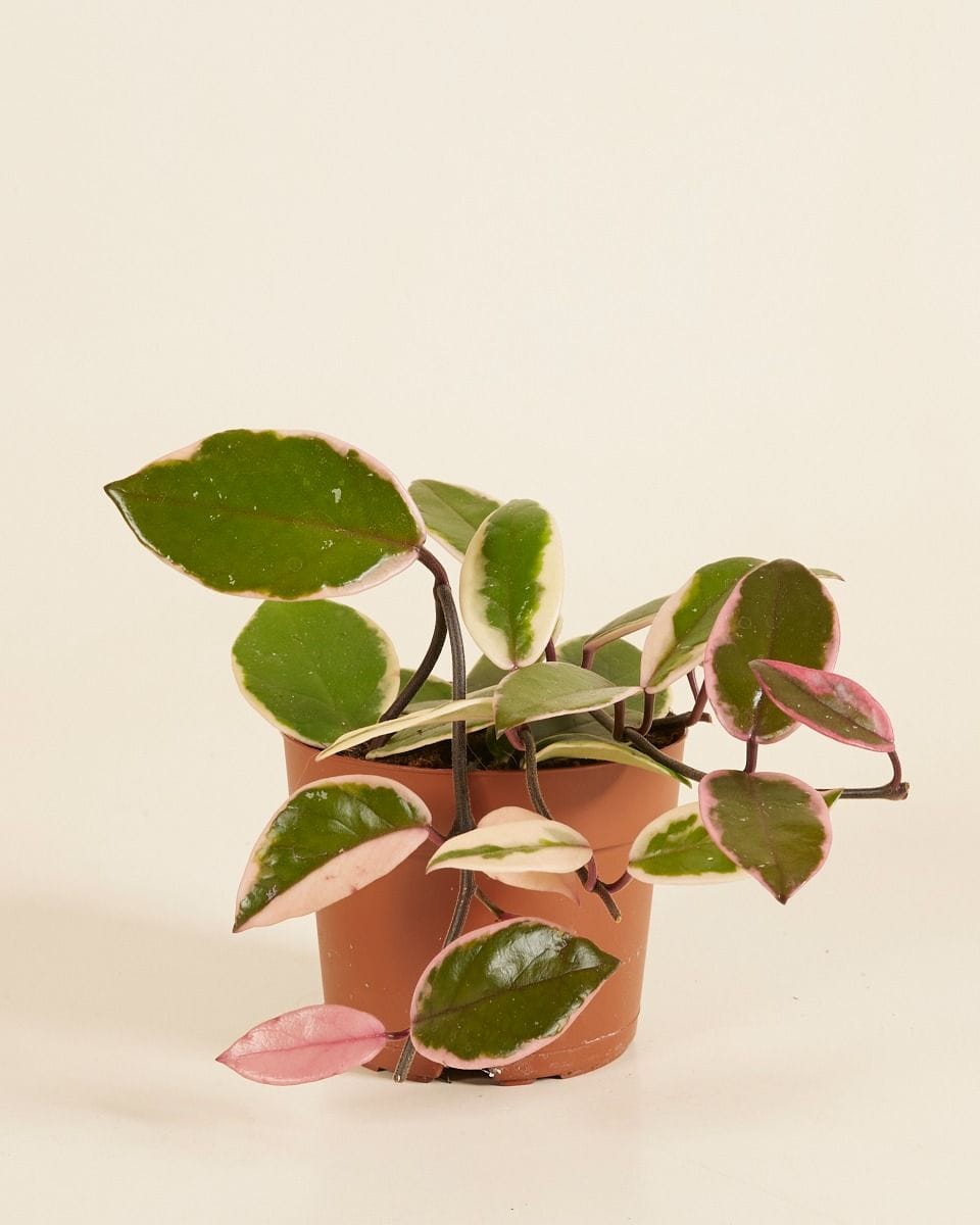 Hoya Wasbloem Flamingo Dream 'Star of Java'