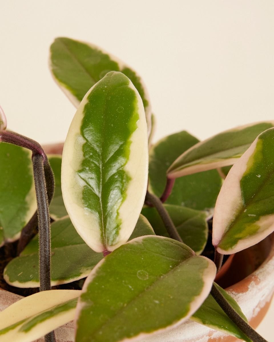 Hoya Wasbloem Flamingo Dream 'Star of Java'