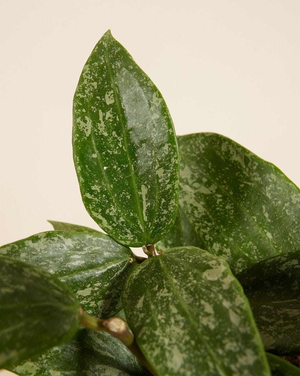 Hoya Wax flower Rangsan 'Star of Borneo'