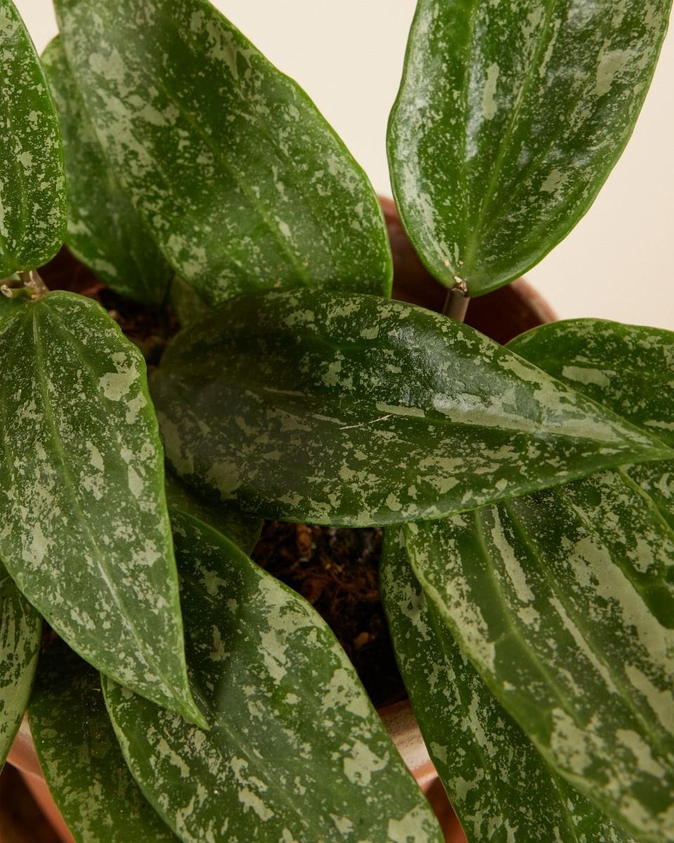 Hoya Wax flower Rangsan 'Star of Borneo'