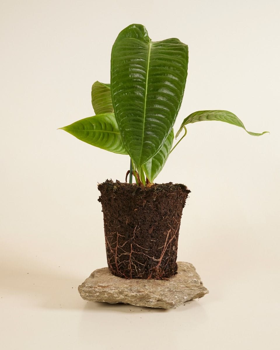 Anthurium King Anthurium Veitchii