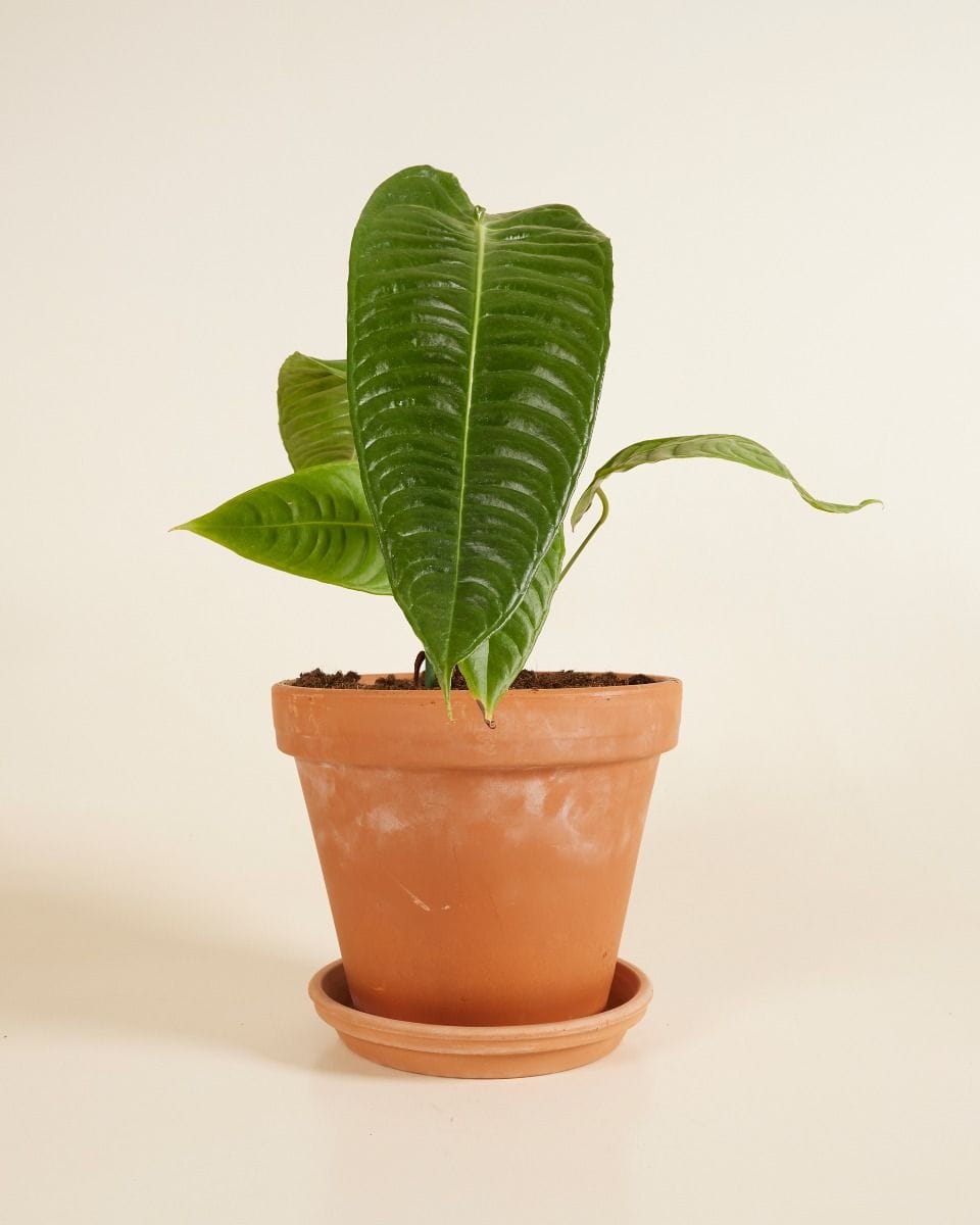Anthurium King Anthurium Veitchii