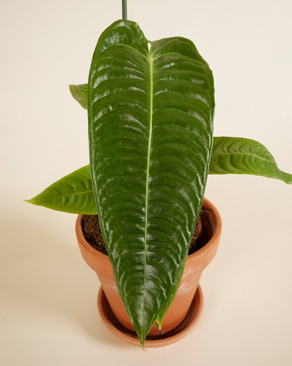 Anthurium King Anthurium Veitchii