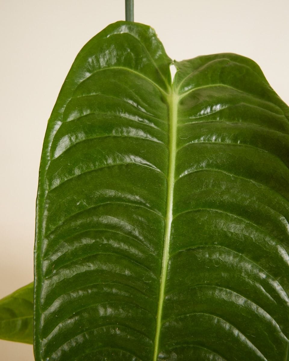 Anthurium King Anthurium Veitchii