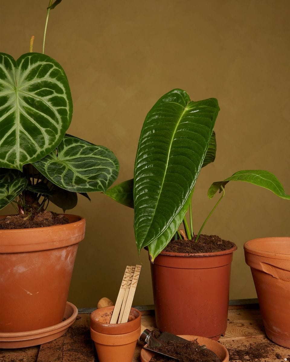Anthurium King Anthurium Veitchii