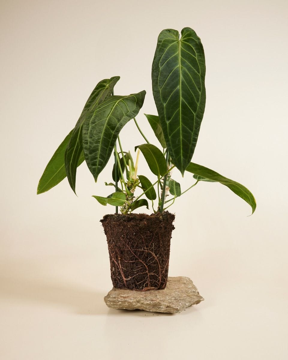 Anthurium Queen Anthurium Warocqueanum