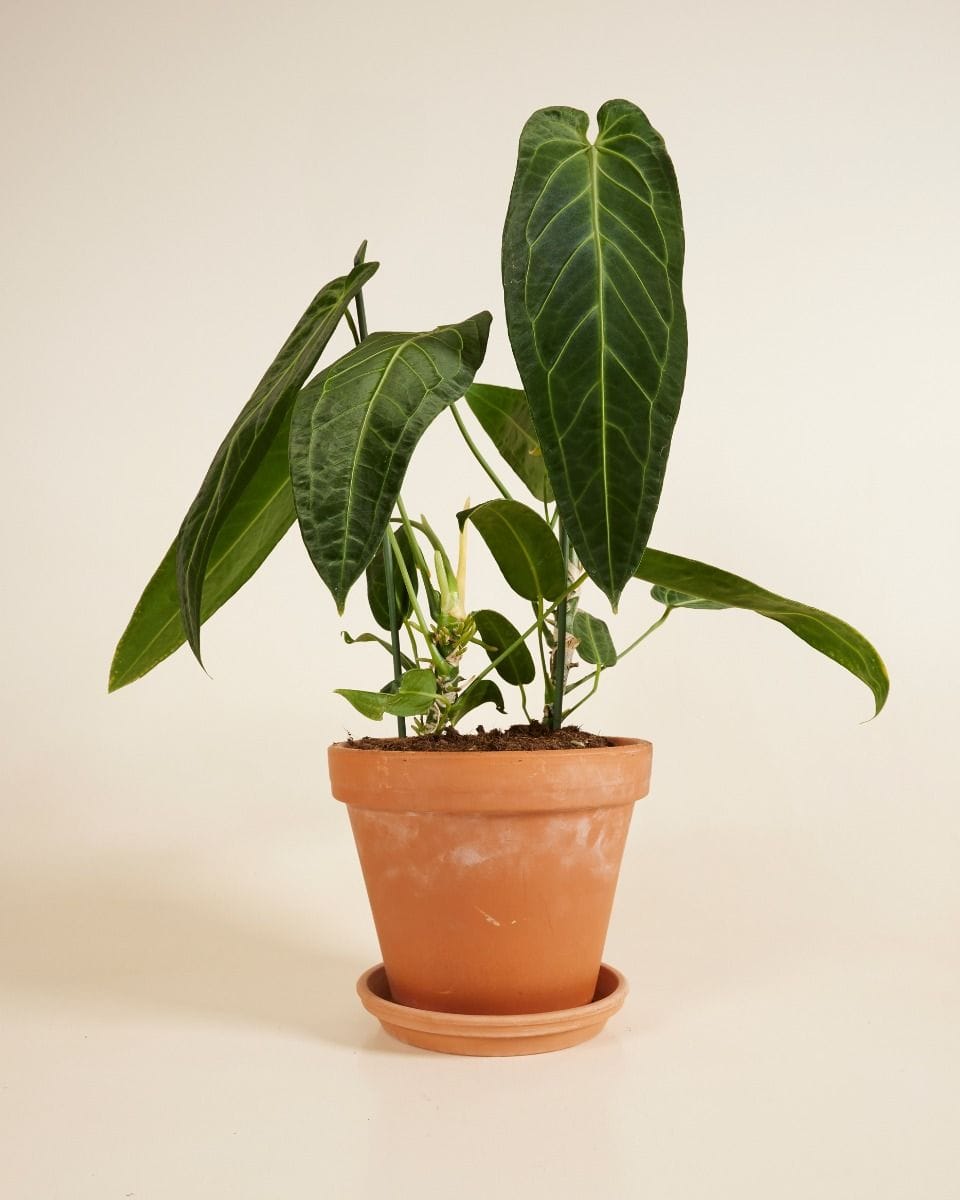 Anthurium Queen Anthurium Warocqueanum